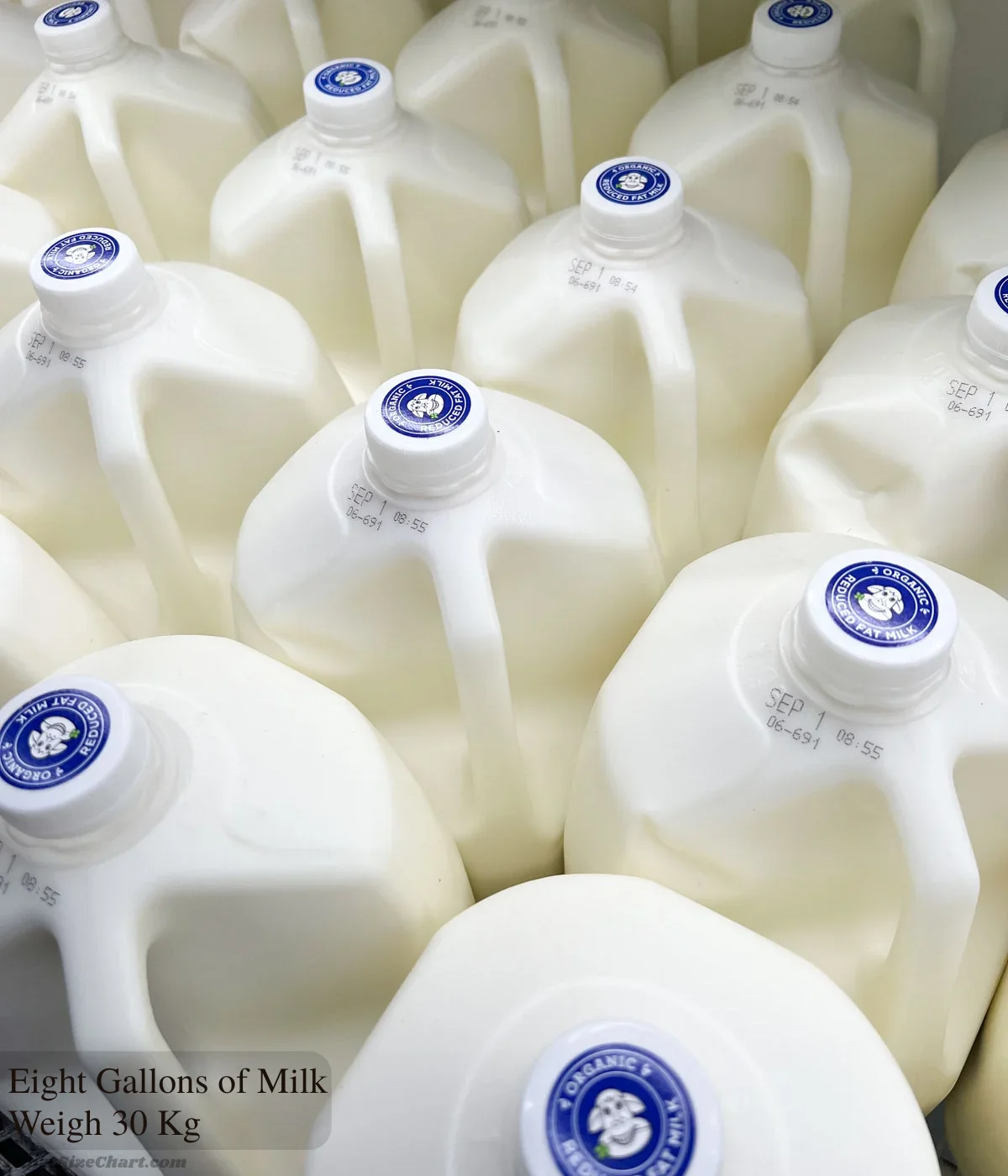 eight-gallons-of-milk-weigh-30-kg