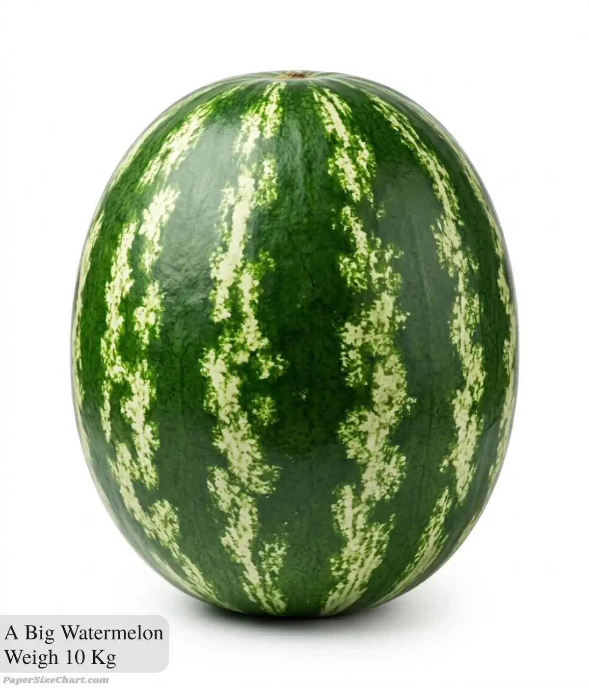 a-big-watermelon-weigh-10-kg