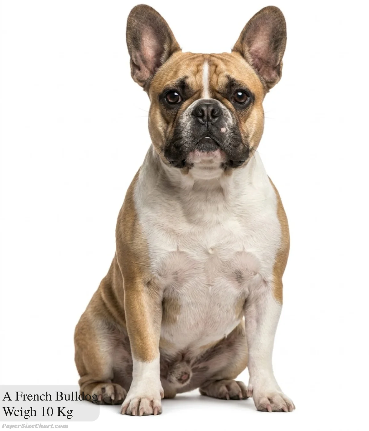 a-french-bulldog-weigh-10-kg