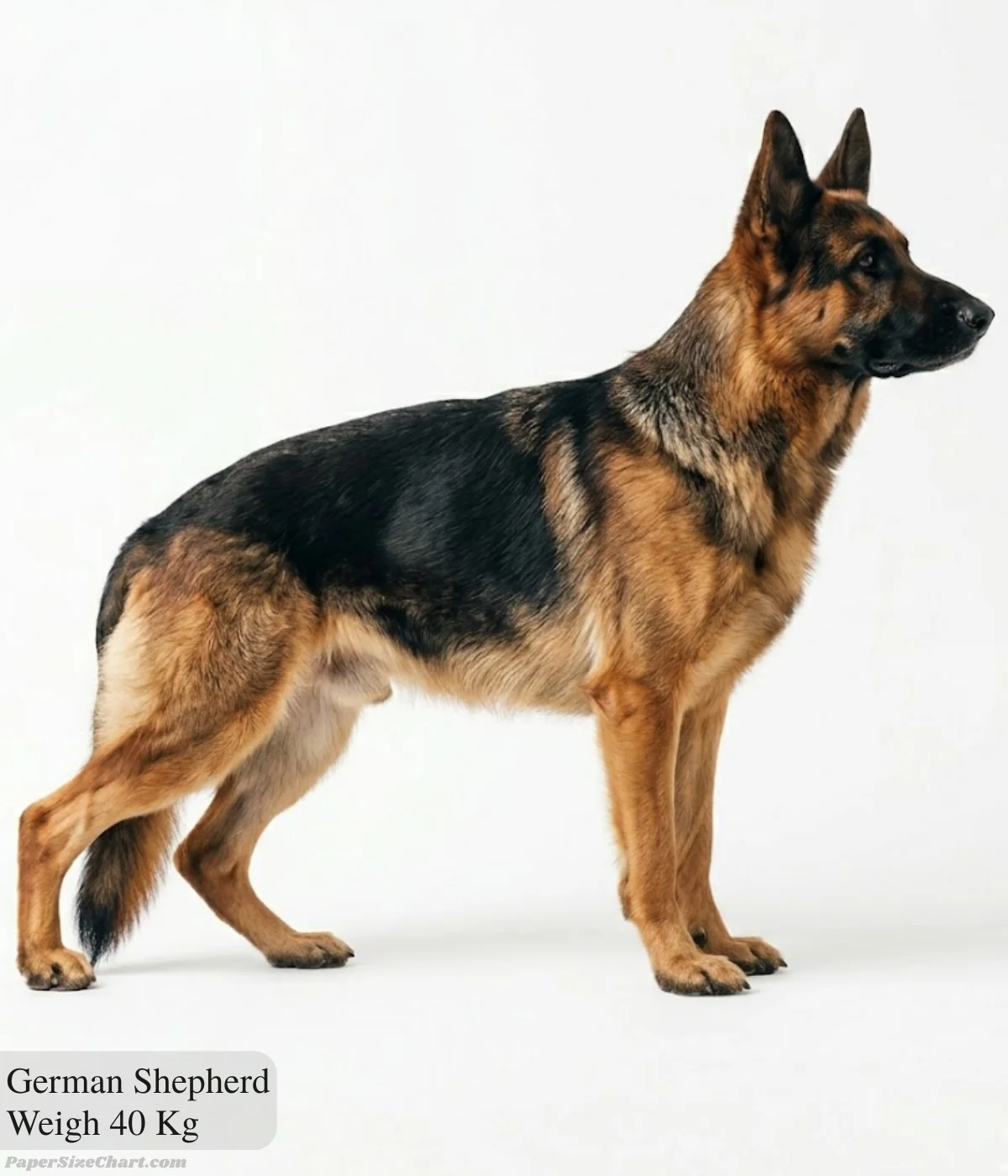 german-shepherd-weigh-40-kg