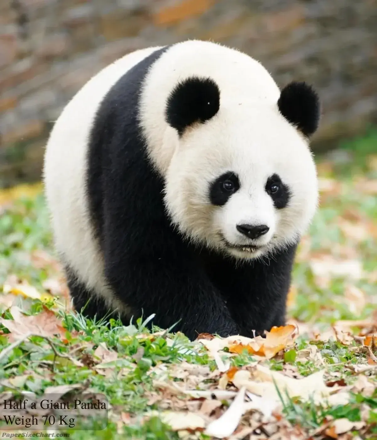 half-a-giant-panda-weigh-70-kg