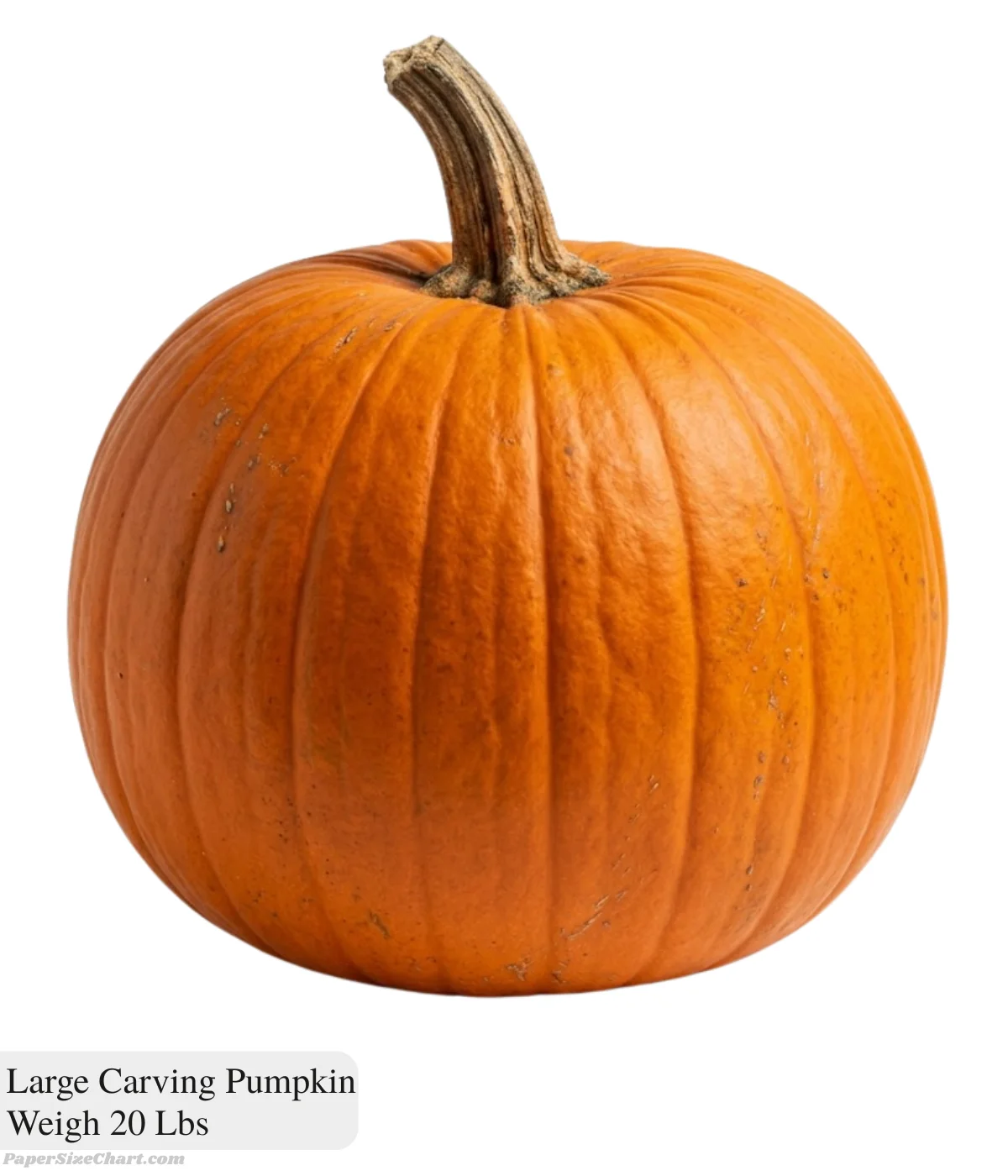 large-carving-pumpkin-weigh-20-lbs