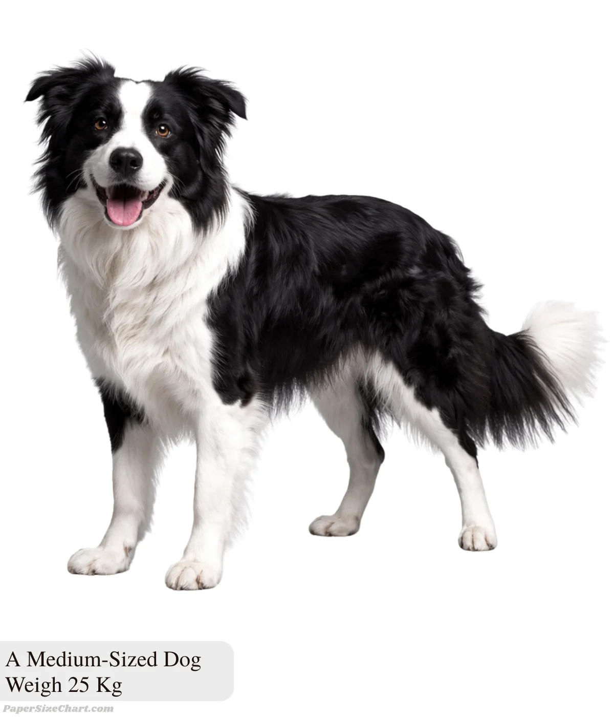 medium-sized-dog-weigh-25-kg