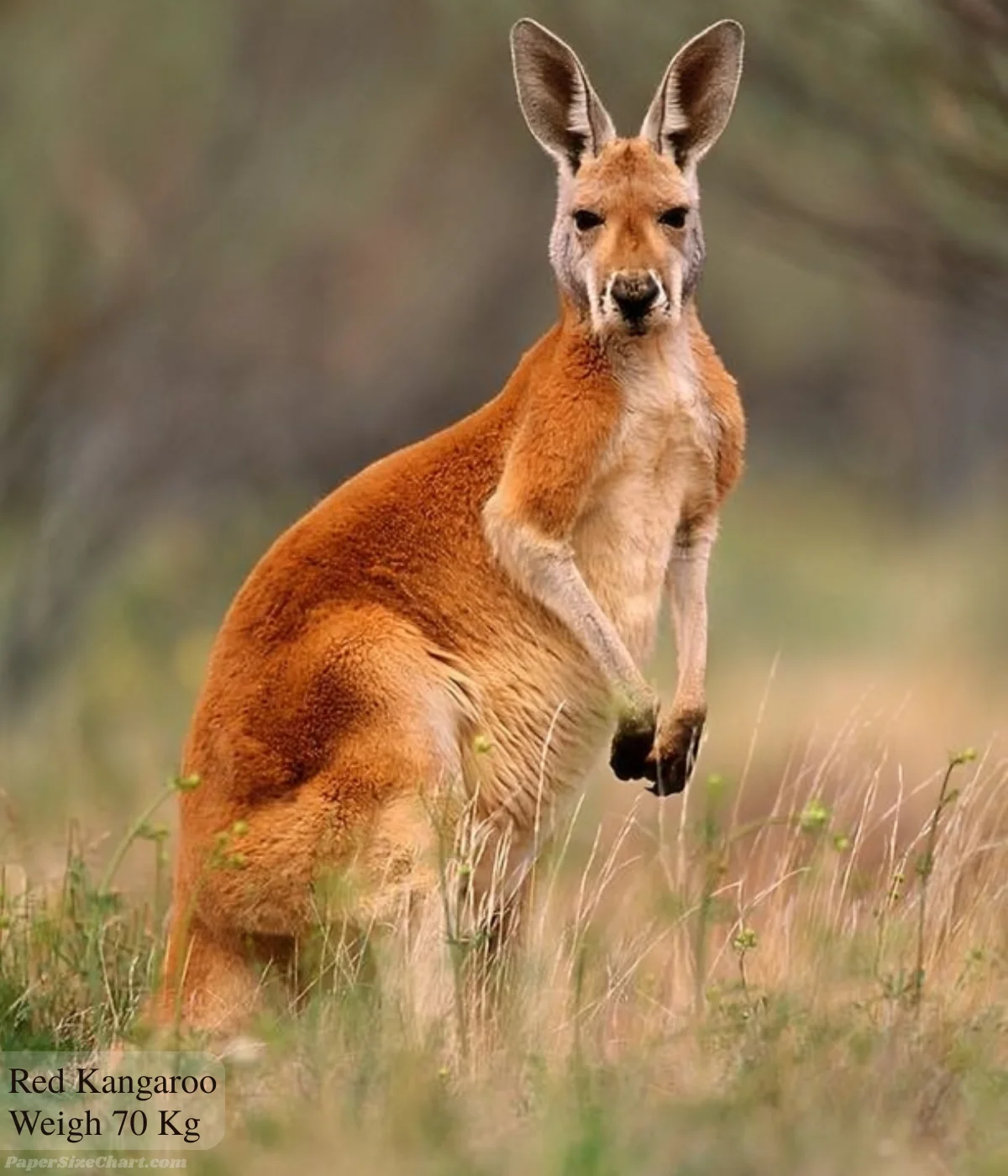 red-kangaroo-weigh-70-kg