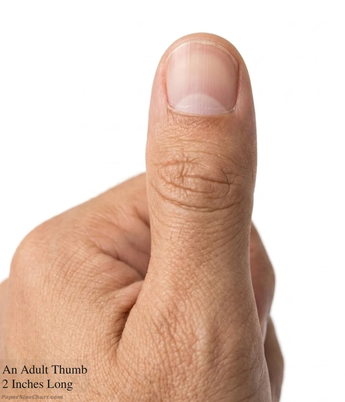 an-adult-thumb-2-inches-long