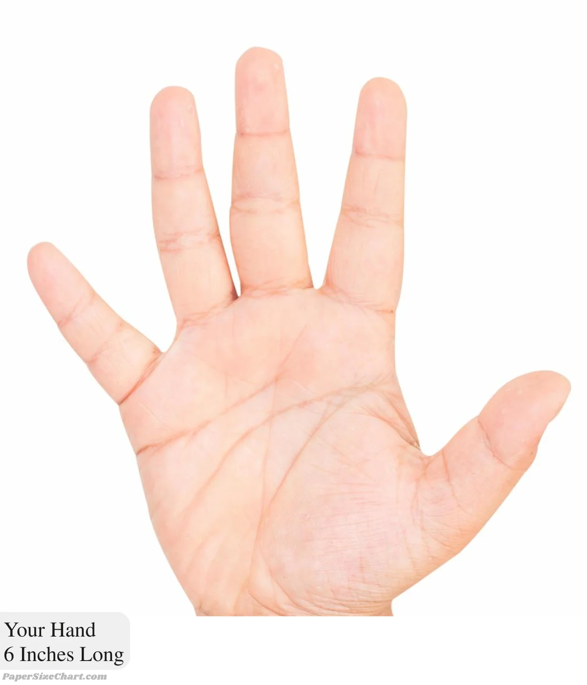 your-hand-6-inches-long